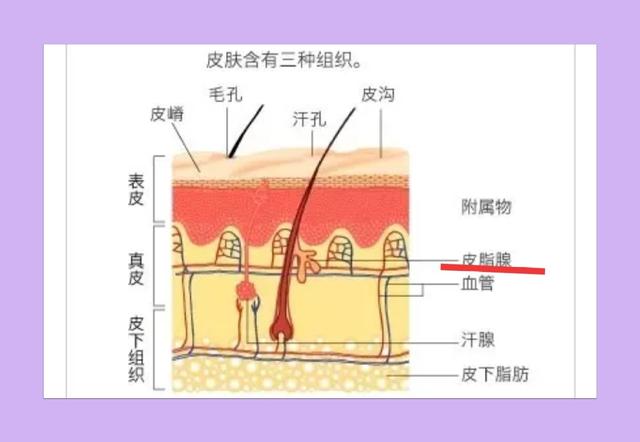 护肤